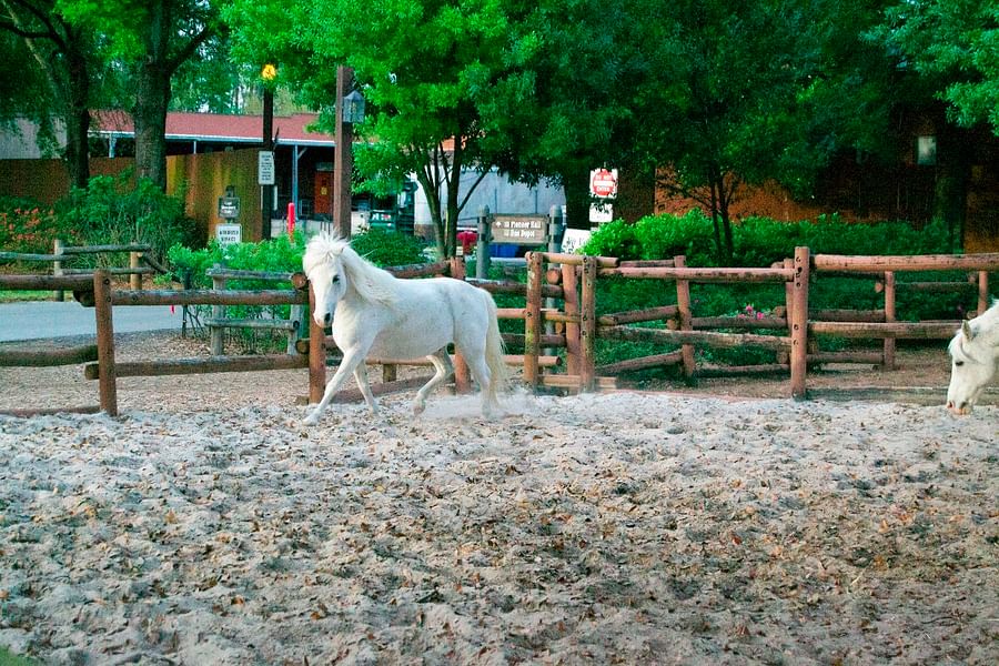 Tri-Circle-D Ranch Disney